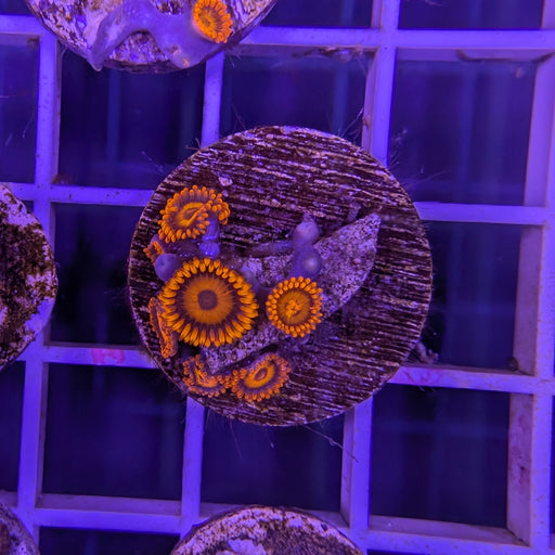 Orange Oxide Zoa