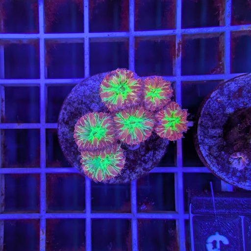 Maroon Blastomussa Merleti