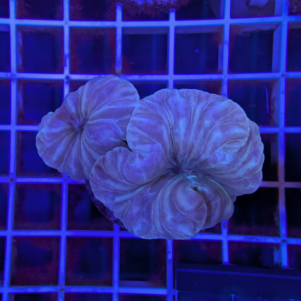 Fox Coral Frag