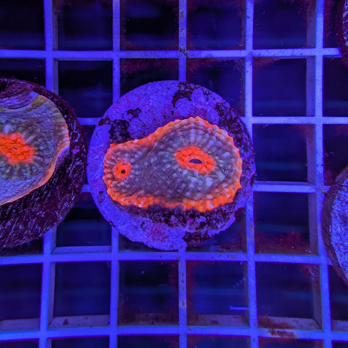 Aussie Red Rim Chalice Frag