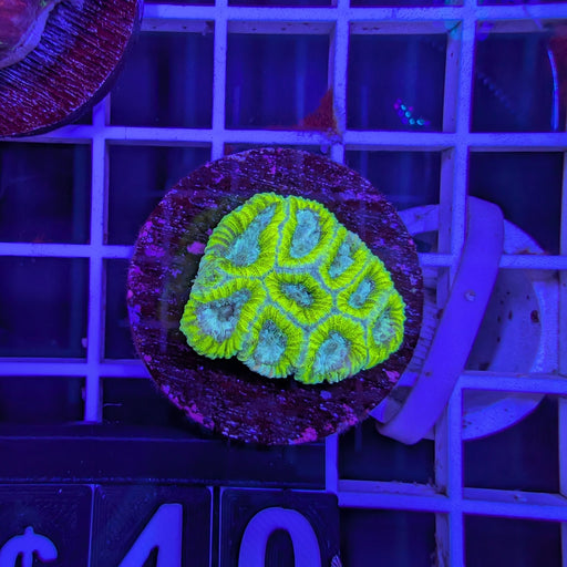 Lemon Lime Favia