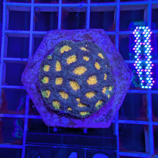 Blue Favites Colony