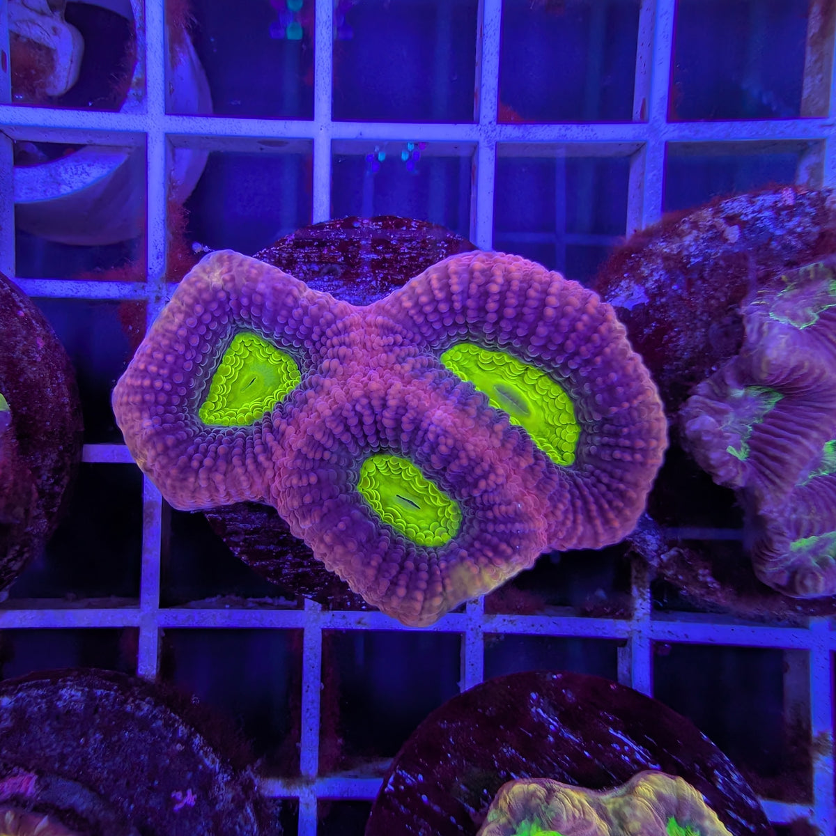 Dragon Soul Prism Favia