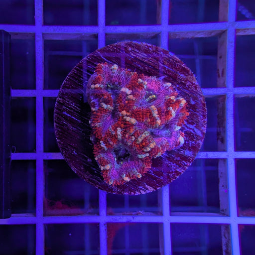 Purple Acan Frag
