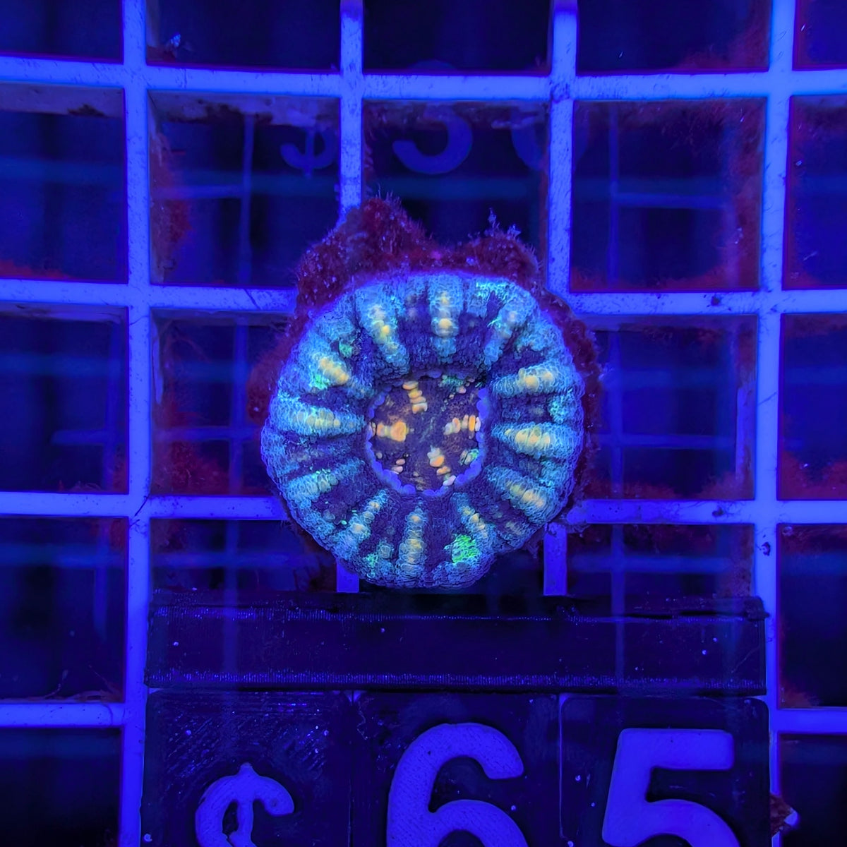 Blue Green Button Scoly