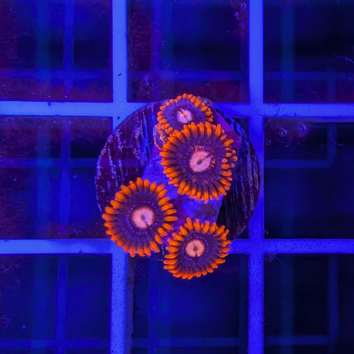 Snitch Zoa Frag