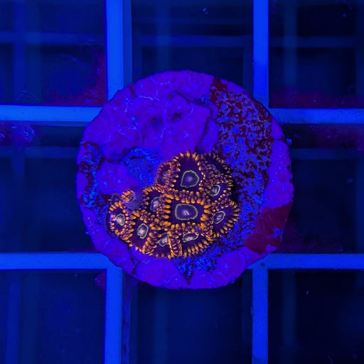 Rainbow Hornet Zoa Frag