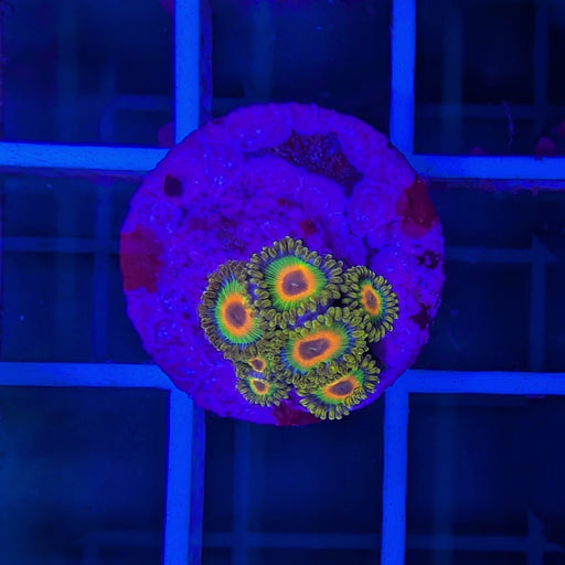 Rasta Zoa Frag