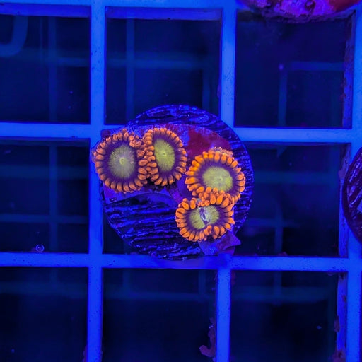Mandarin Zoa Frag