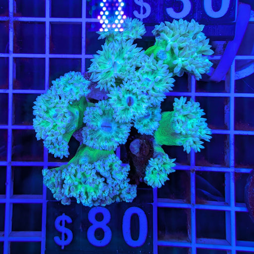 Duncan Colony XL