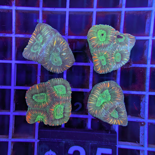 Forest Floor Favia Frag