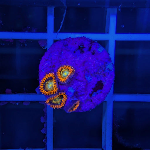 Shatterfield Zoa Frag