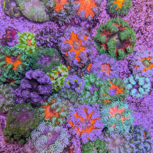 Rock Flower Anemone Assorted