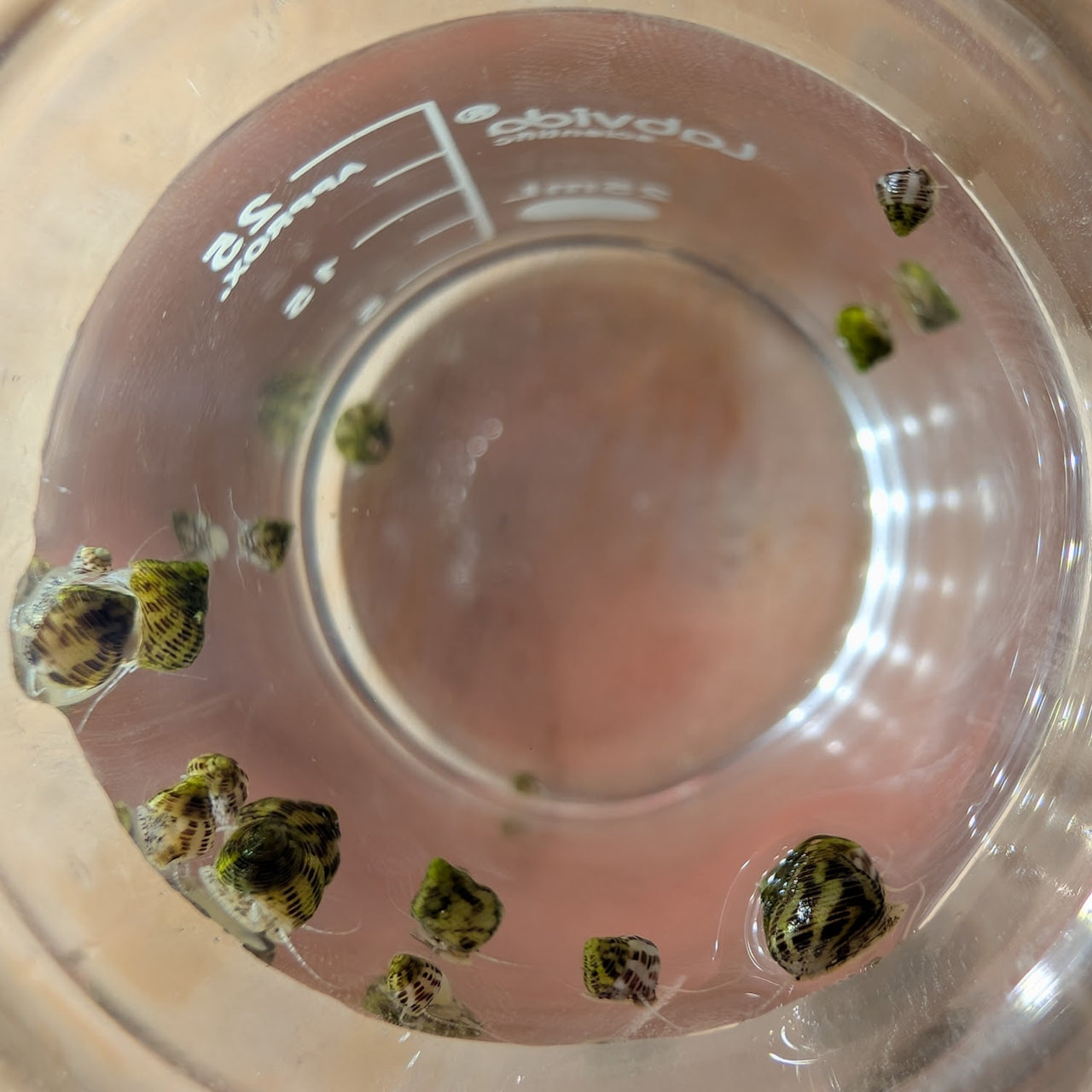 Collonista Snail