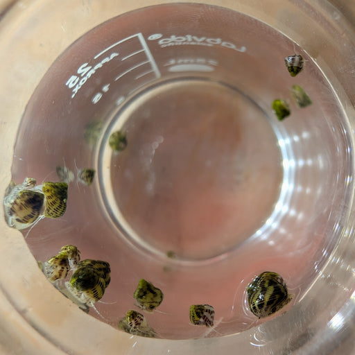 Collonista Snail
