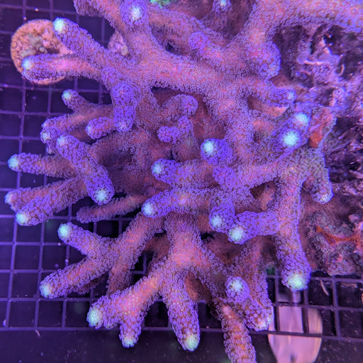 Milka Stylo Frag