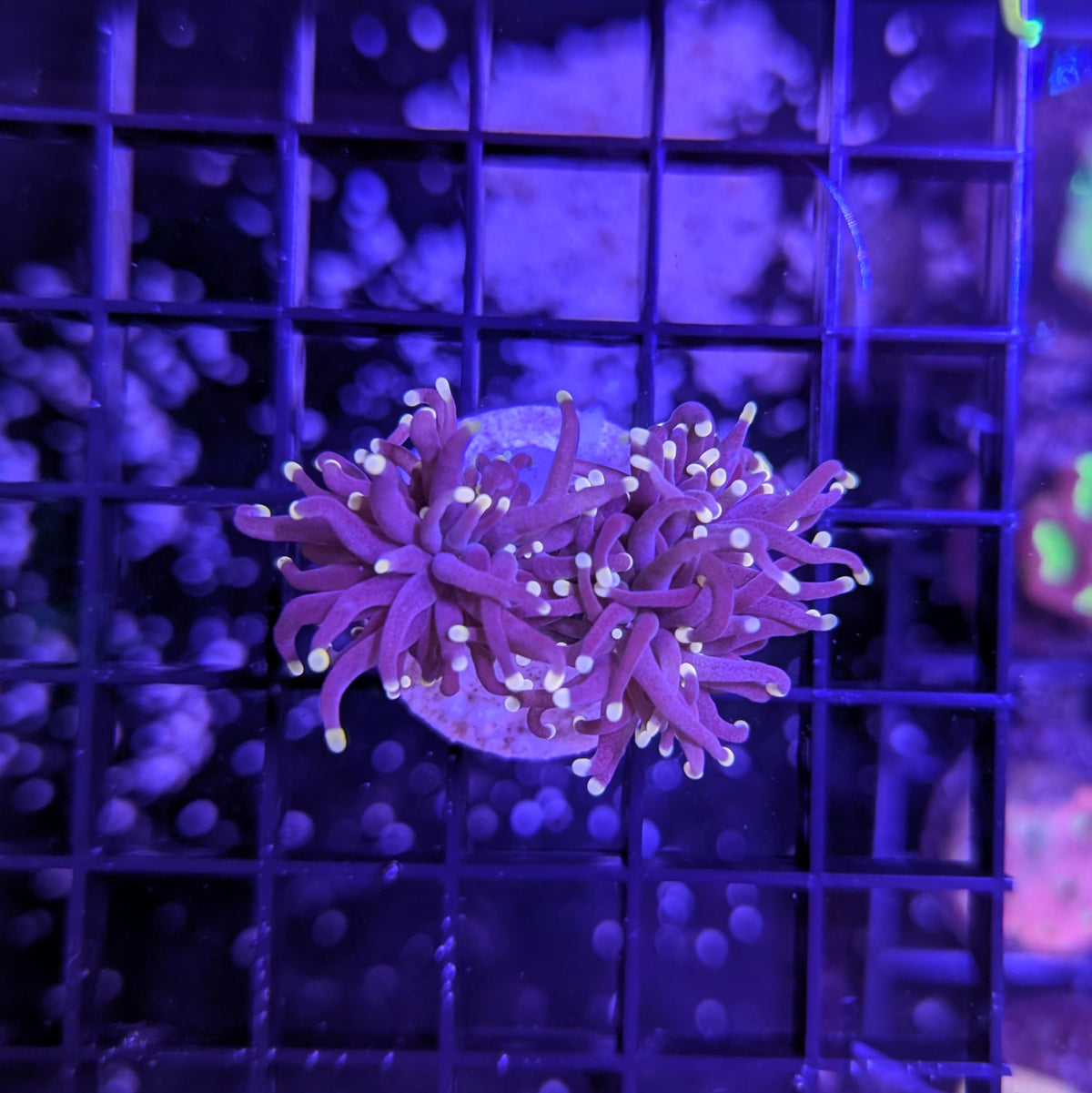 Purple Torch Frag