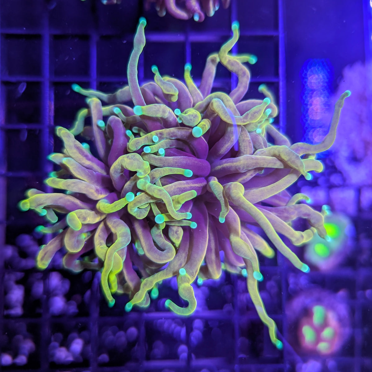 Dragon Soul Torch Large