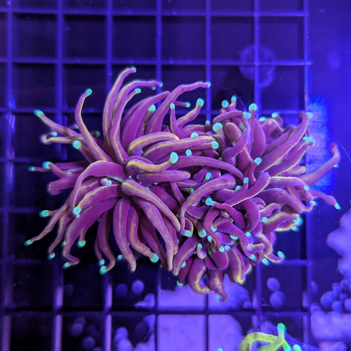 Indo Gold Torch Blue Tip