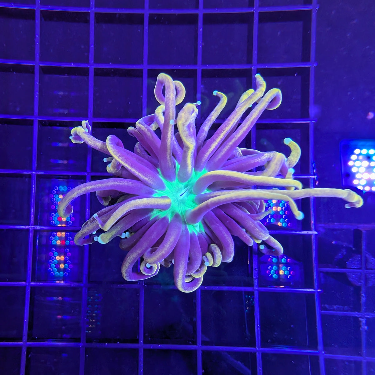 Indo Gold Torch Green Center