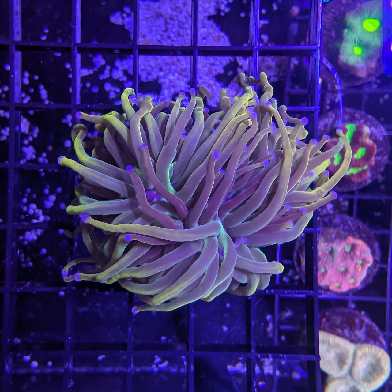 Indo Gold Torch Green Center Large