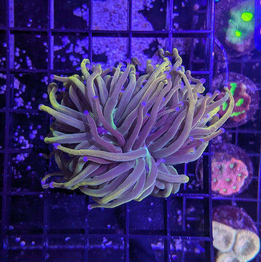 Indo Gold Torch Green Center Large