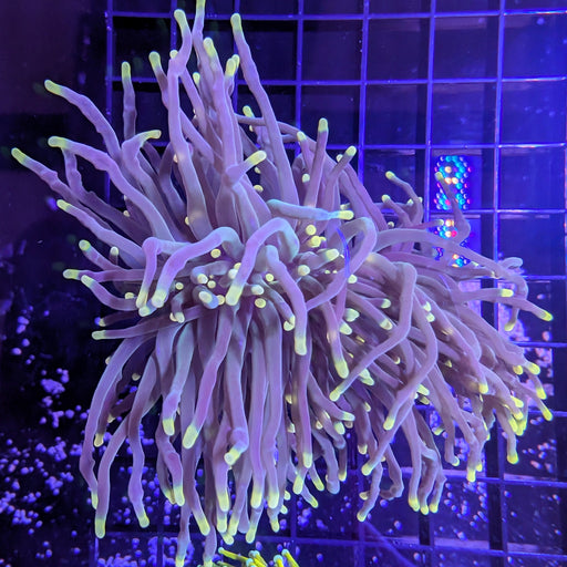 Purple Torch Large