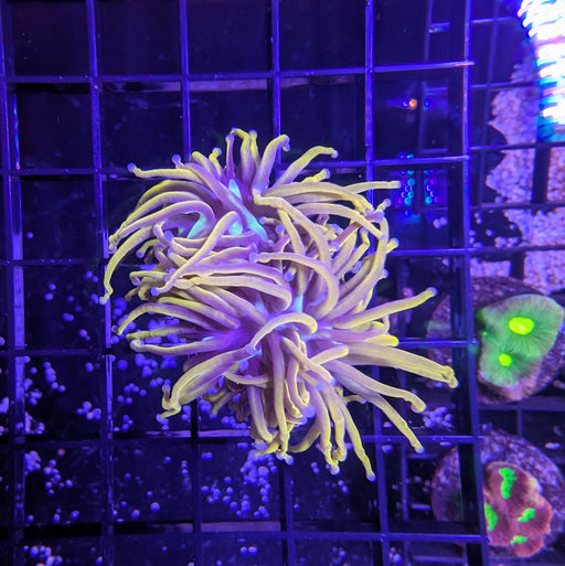 Indo Gold Torch