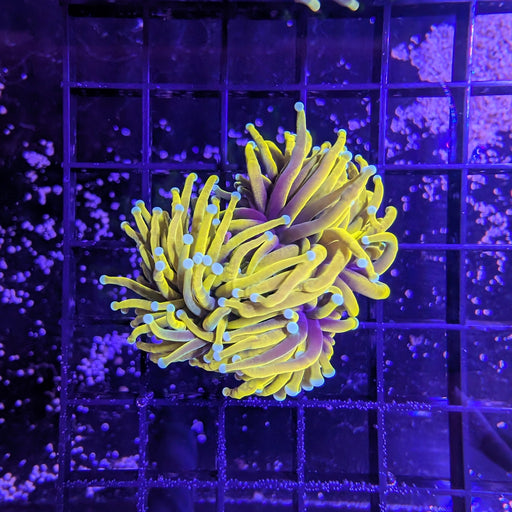 Orange Torch Large
