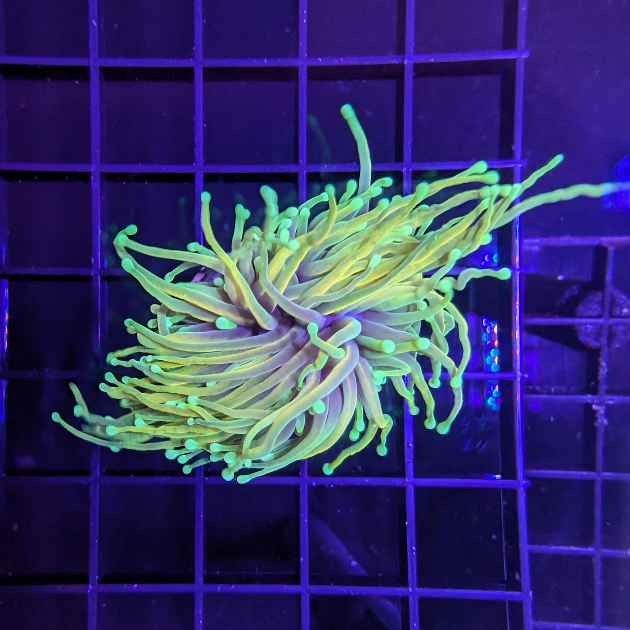 Dragon Soul Torch Green
