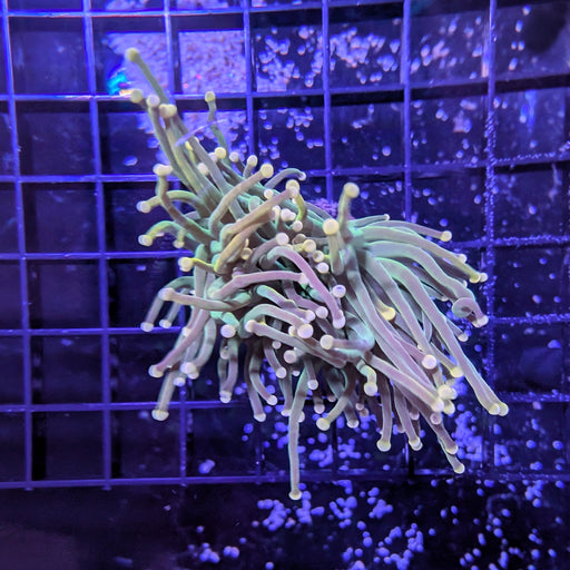 Assorted Green Torch