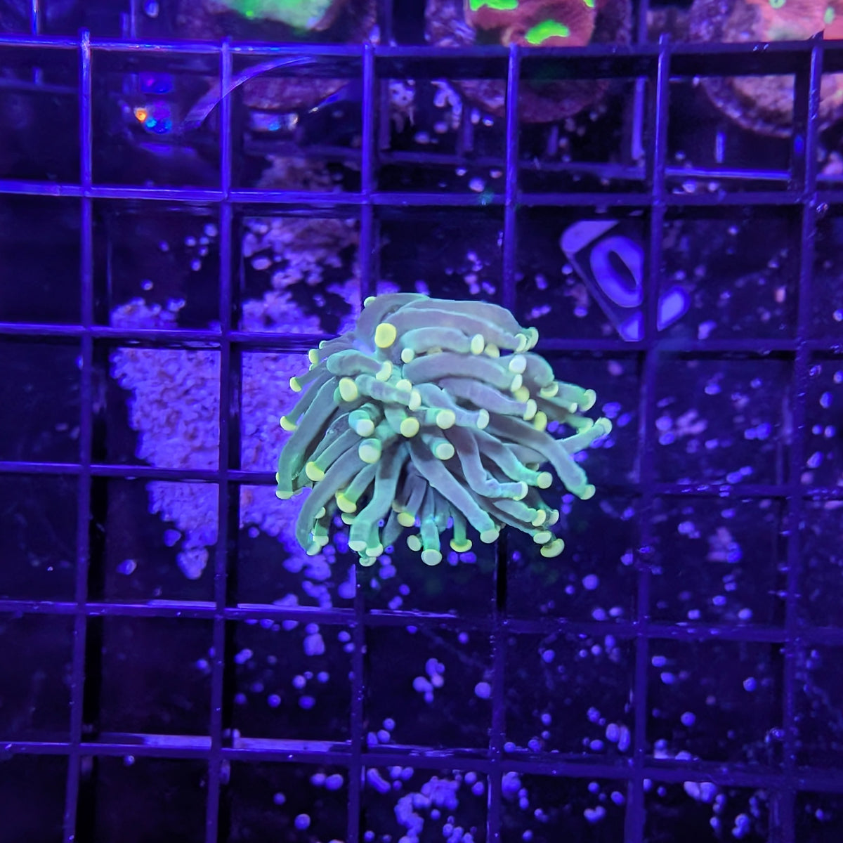 Assorted Green Torch Small