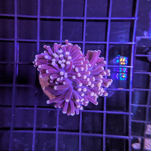 Purple Torch Medium