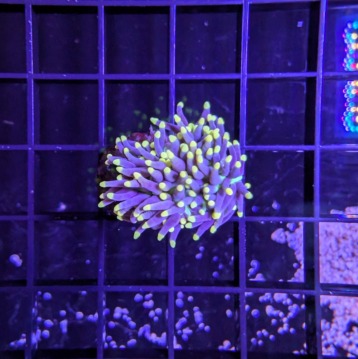 Peach Tip Purple Torch