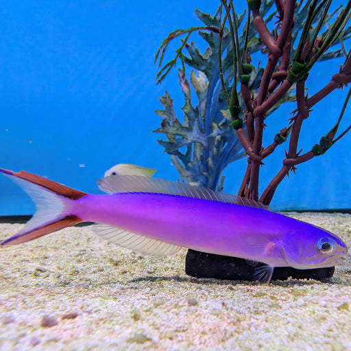 Purple Tilefish