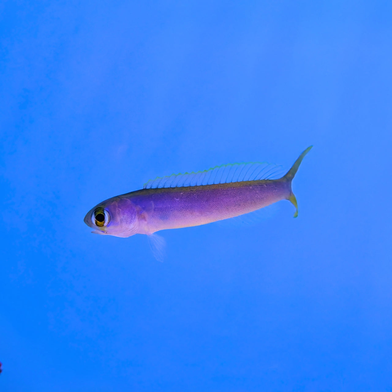 Flashing Tilefish