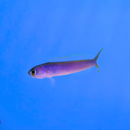 Flashing Tilefish