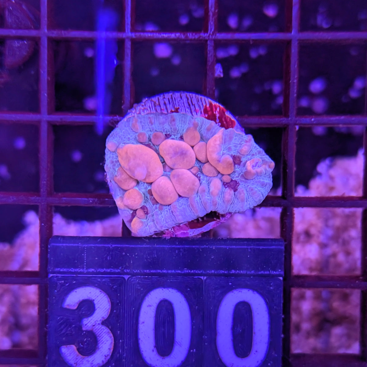 Cosmic Candy Bounce Chalice Frag