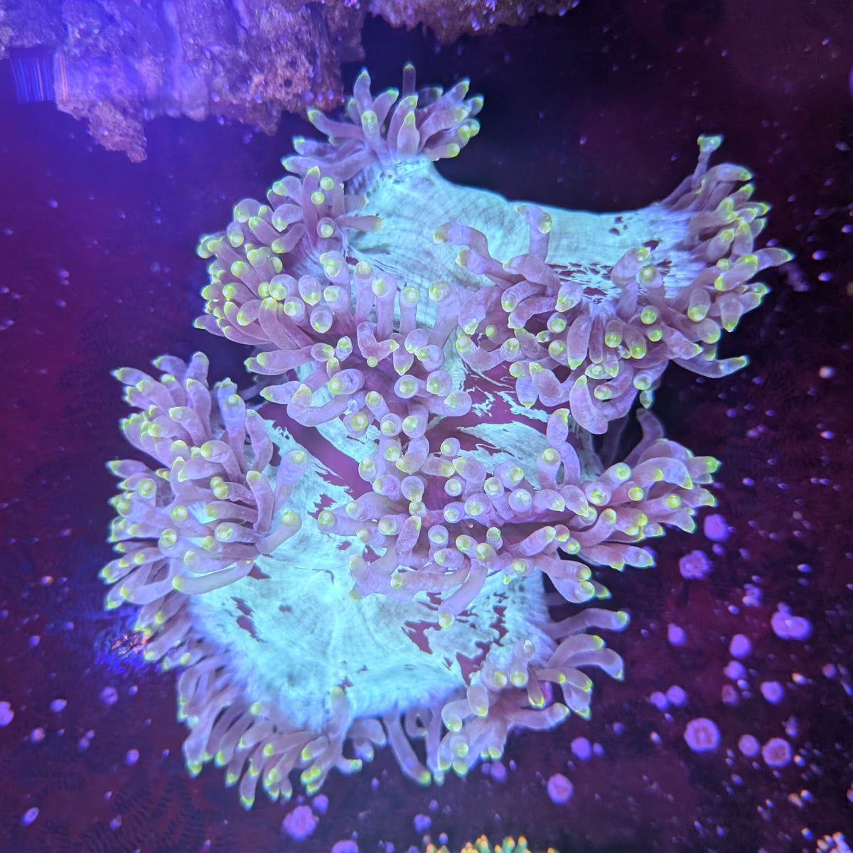 Blue Elegance Coral 6"