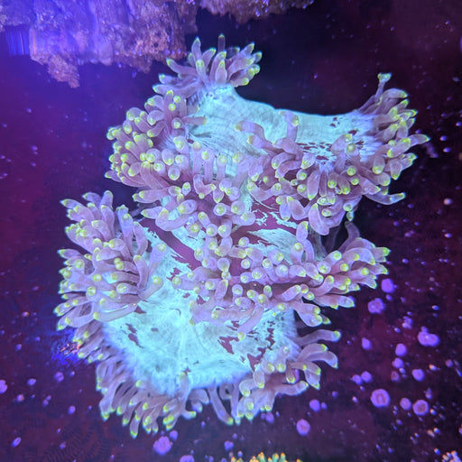 Blue Elegance Coral 6"