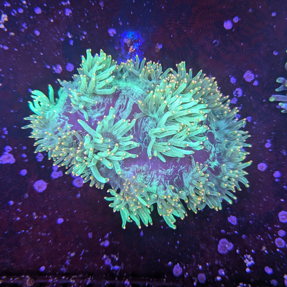 Green Elegance Coral 5"
