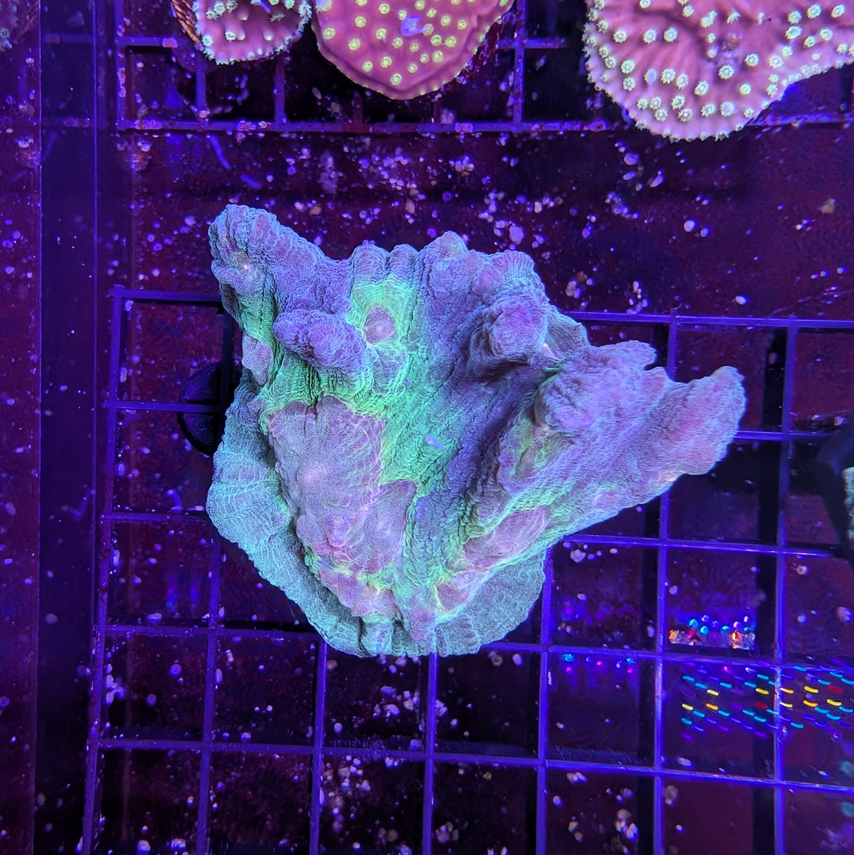 Rainbow Pectinia Frag Large