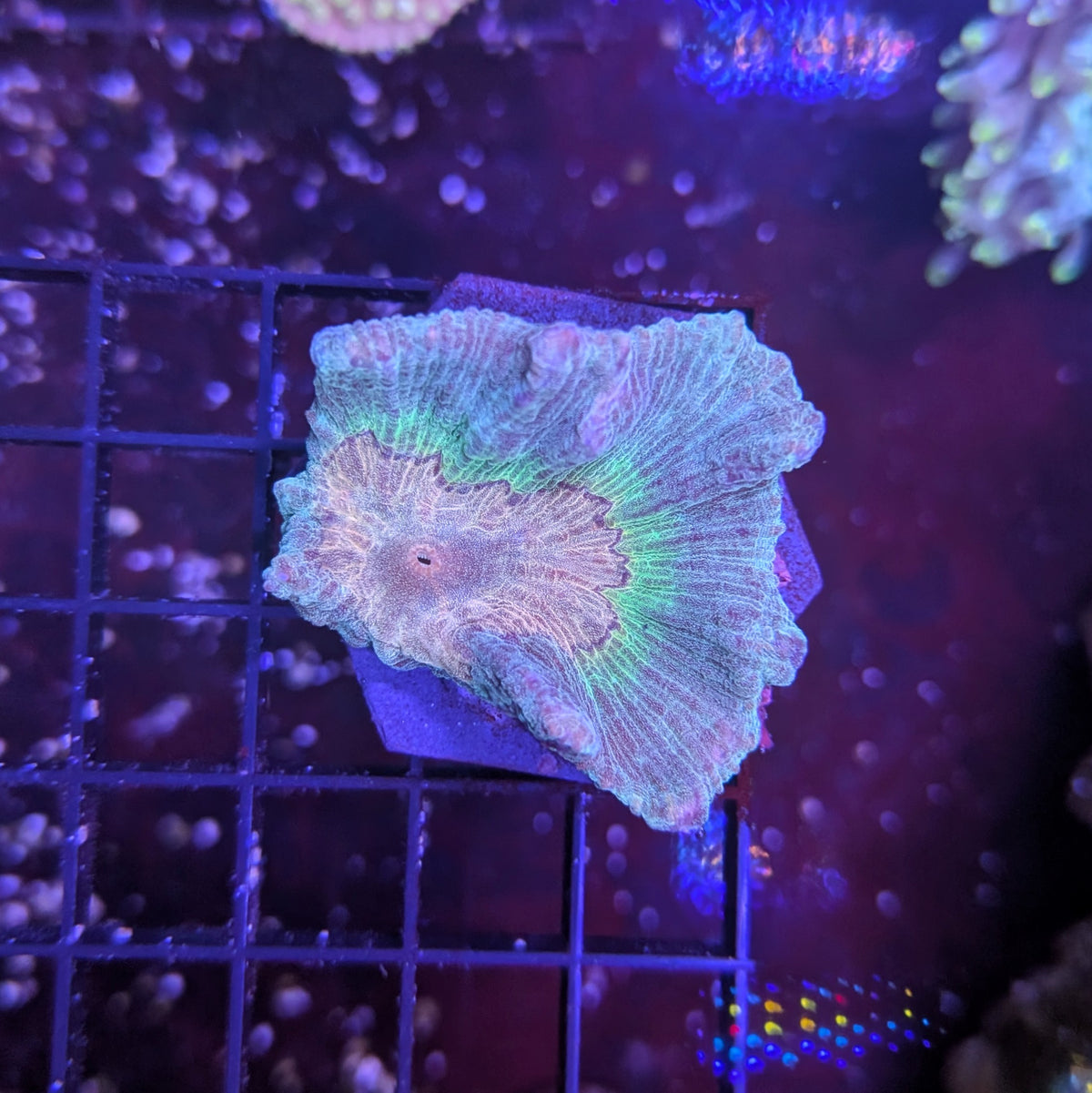 Rainbow Pectinia Frag Medium