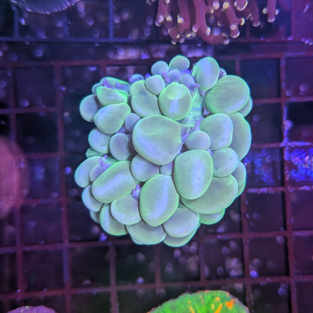 Green Bubble Coral Colony