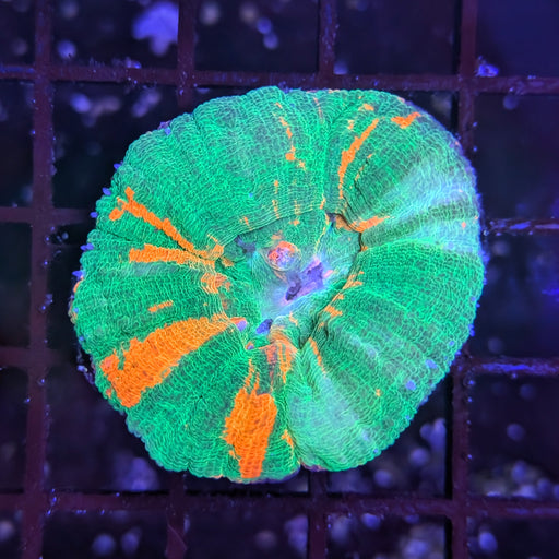 Bleeding Apple Scoly