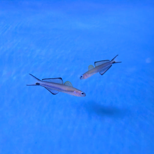 Scissortail Dartfish