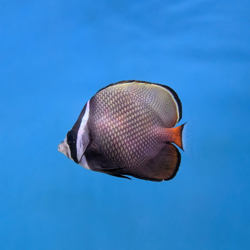 Pakistan Butterflyfish
