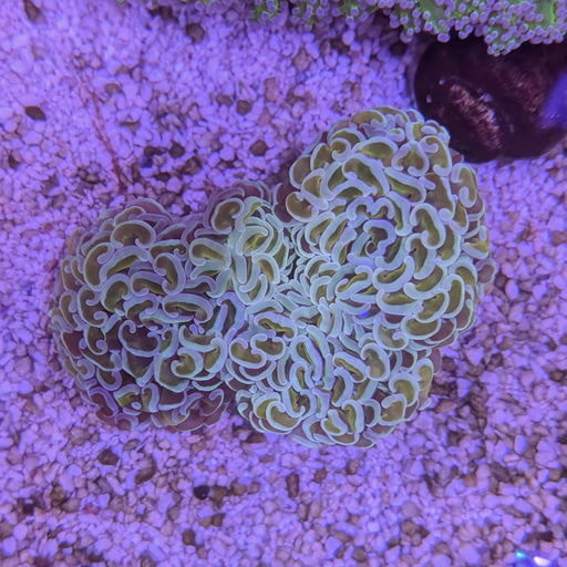 Goldstem Wall Hammer