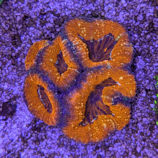 Acan Pachysepta (aka Orange Lobo)