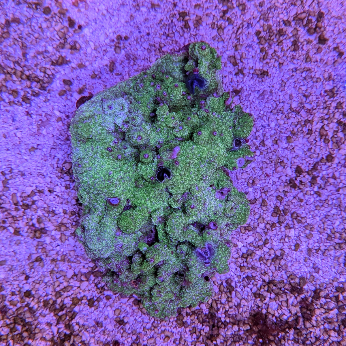 Christmas Worm Rock w/ Porites